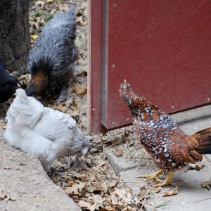 The Beard, Blue Bell, Owly, and Millie