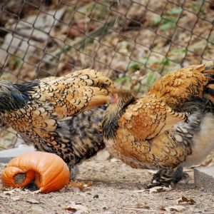 Gold Laced Brahmas  Shyla and SweetPea