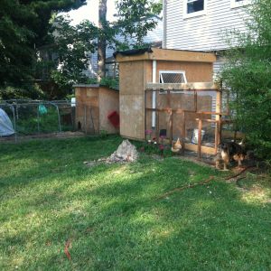 My coop with living roof (strawberries)