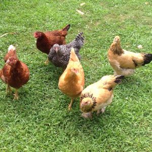 Batch of pullets - sex links, plymouth rocks, brahmas