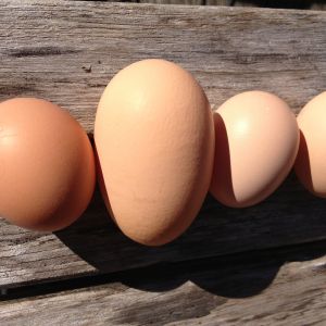 One of these eggs is not like the other...