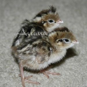 Gambel quail chicks