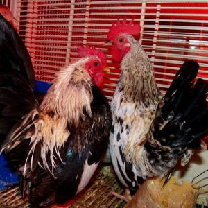 Singer is on the left. He was my first Serama rooster and sired Abraham and Maggie.