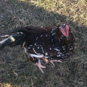 Rafiki my speckled sussex roo