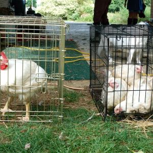 Caged chickens, waiting for slaughter, including Mr. Monster on the left.