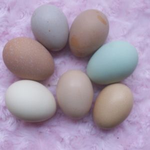 Finally got a different colored egg!! Even a brown speckled! Just missing my white layers they didn't lay today neither did 6 other girls but its ok this made my day! :)