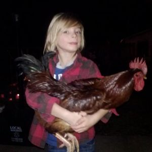 my youngest Boy And His Buddy Totoro The Rooster