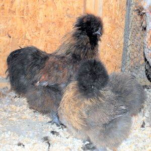 6 month old Blue Partridge pair