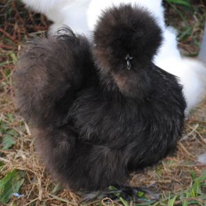 Leveau- Black Bearded Silkie pullet