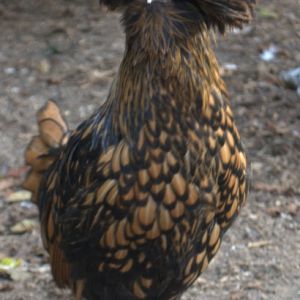 Gold Lace Polish pullet