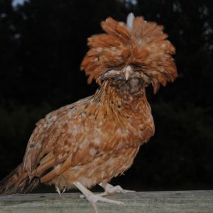 Mixed color Polish pullet