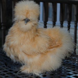 Buff bearded Silke pullet