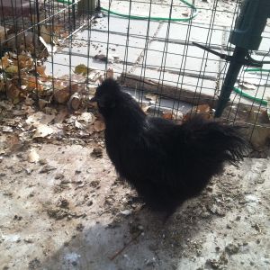 Baby Bean is one of our two Silkies.