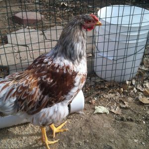 Leroy is our Blue Laced Red Wyanndotte Roo.