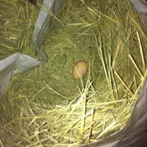 Chickens will lay almost anywhere. This egg was laid in a feed sack that was storing hay.