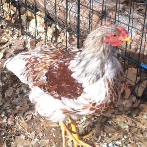 Leroy a Blue Laced Red Wyandotte