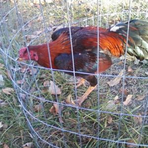 Thai Rooster 8Months. Samuri Spirit. Standard(size). this guys is SUPER MEAN... to other birds