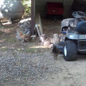How many of you have a Cat that guards a chicken flock? 1