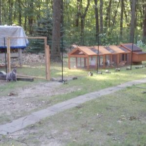 How many of you have a Cat that guards a chicken flock? 2