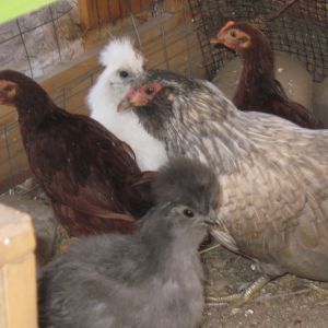 Momo and her baby's (adopted)