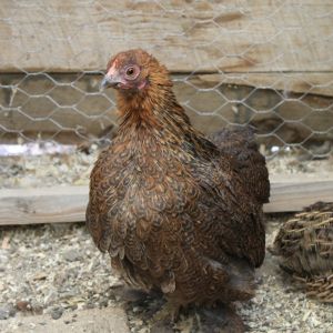 Partridge Cochin Bantam pullet