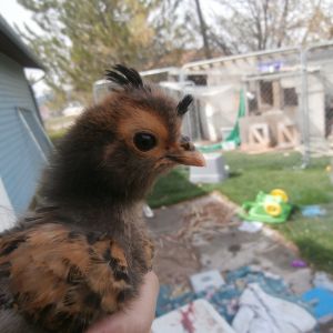 Golden Polish chick getting her first head feathers