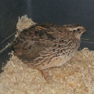 Female coturnix quail