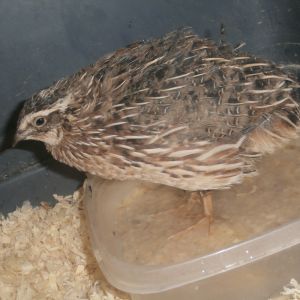 Male coturnix quail