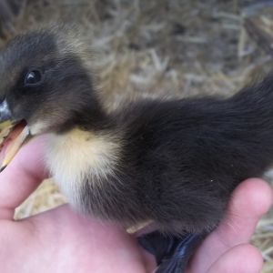 Pekin/cayuga duckling