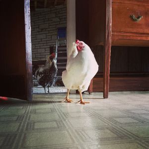 wassup bird?!