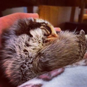 Baby Cinnamon