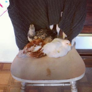 all on a chair