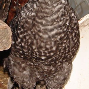 feather legged cuckoo marans - 9 weeks