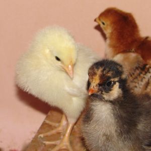 1 week old chicks