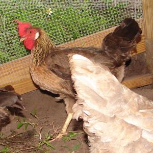 1 yr old brown leghorn hen