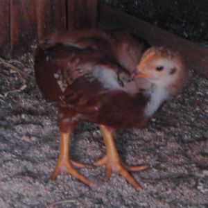 4 week old poulett