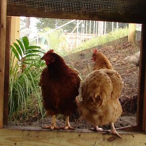 3-4 yr old hens - buff orpington and production red