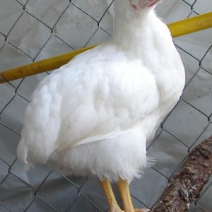 9 weeks - cut bright yellow chick turned into beautiful white poullet
