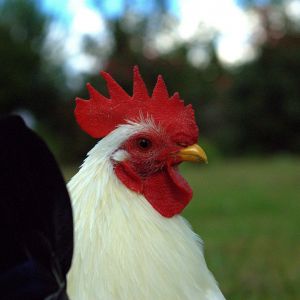 Cadbury-Headshot