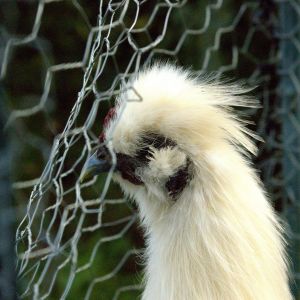Eggy-Fence