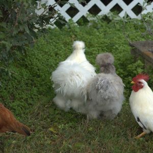 from left to right pumpkin, eggy, marshie, and cadbury