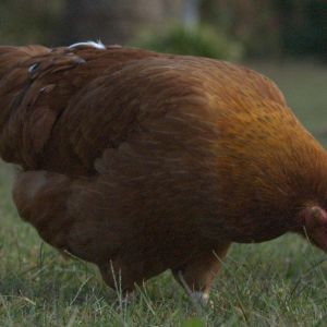 Pumpkin-Pecking
