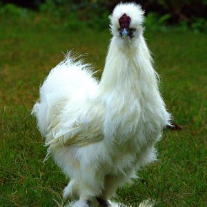 Eggy