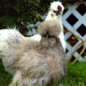 Marshie and Eggy