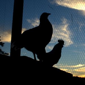 Ed and Cadbury silhouette