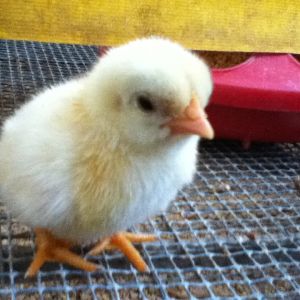 Cadbury as a baby!
(which is the reason we names him Cadbury, he looked like the chick for the Cadbury eggs)