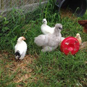 the crew!
(1-3 months approx.)
left to right, Cadbury, Marshie, Eggy, Ed (the smallest), and pumpkin's tail