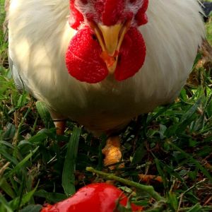 Cady enjoying a tomato!