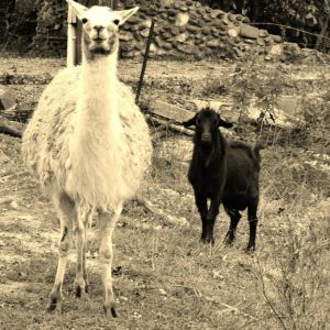 *
llama and fainting goat