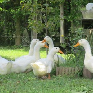 *
My pekin ducks